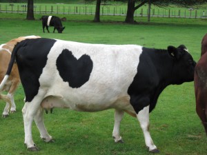 ニュージーランド　ハート模様の牛⑦